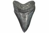 Fossil Megalodon Tooth - South Carolina #187682-1